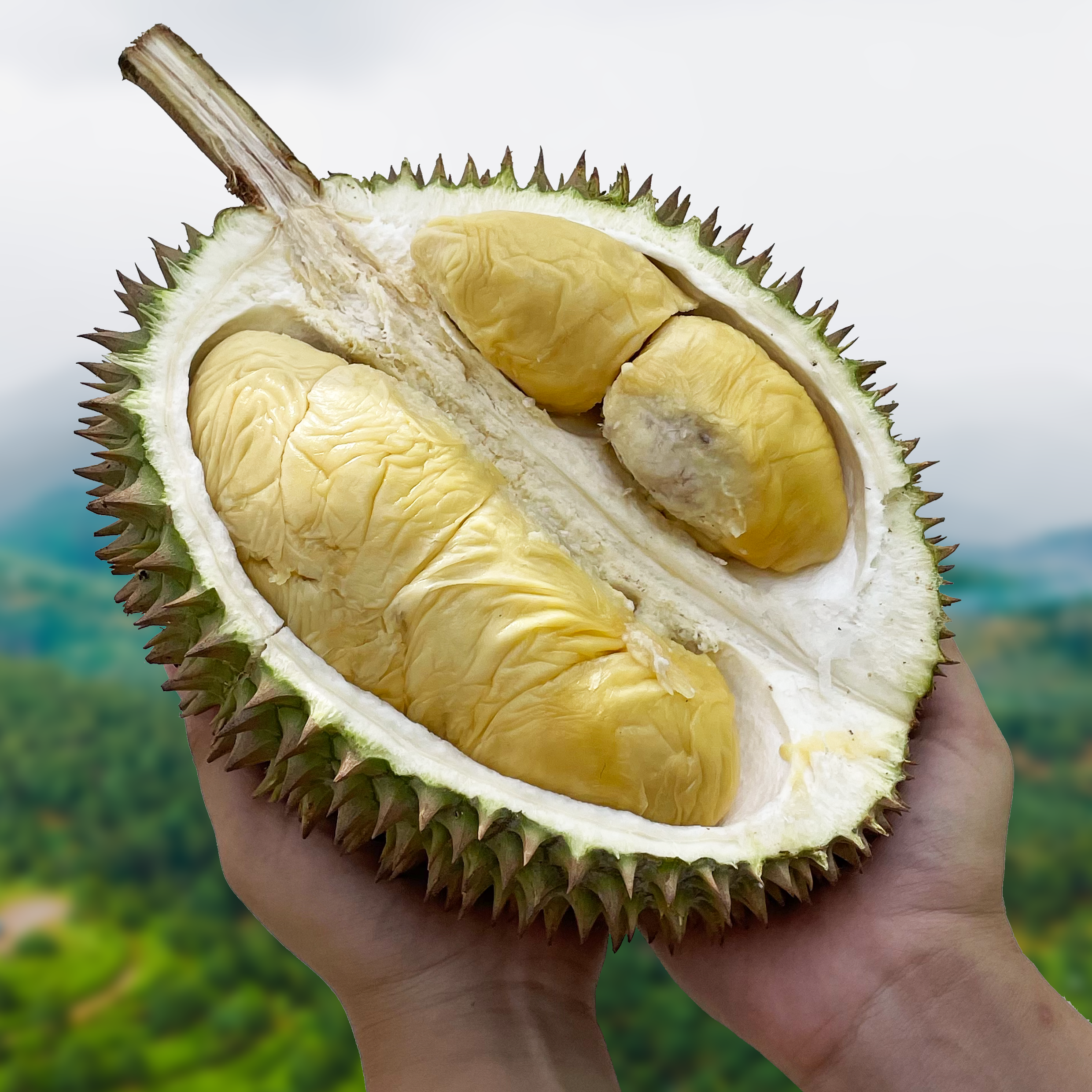 Leaf D24 Durian