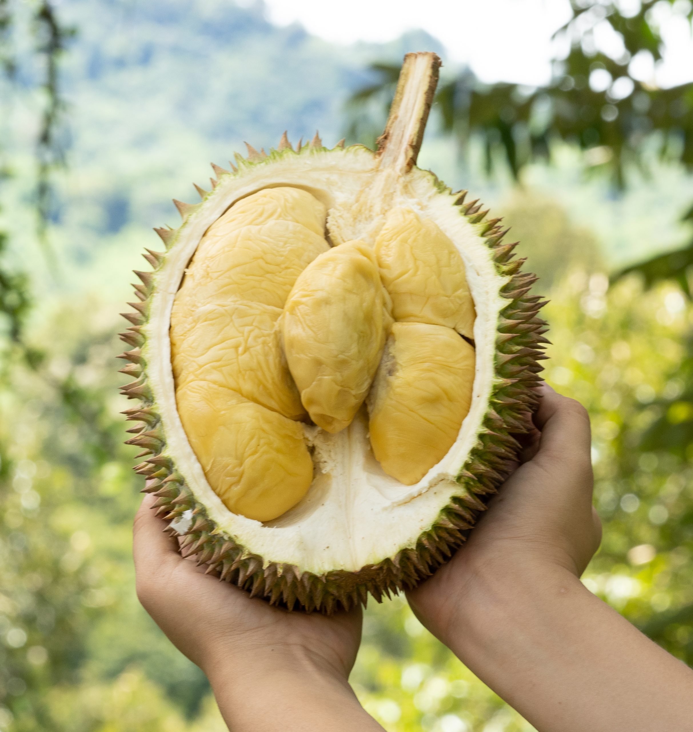 3 in1 (Rare) Bundle: 1x Tekka + 1x D88 + 1x XO - Image 4