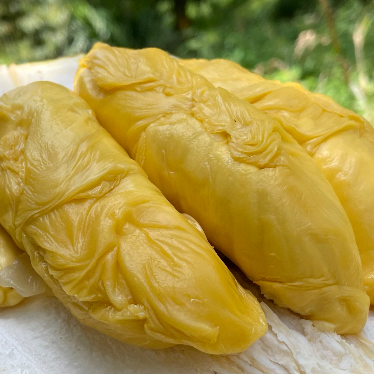 ⭐ Tiger Old Tree MSW Durian (800g Box - All Meat) - Image 3