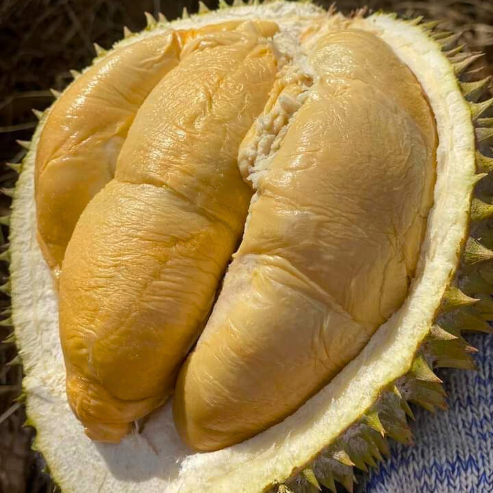 Indigo Kampung Durian