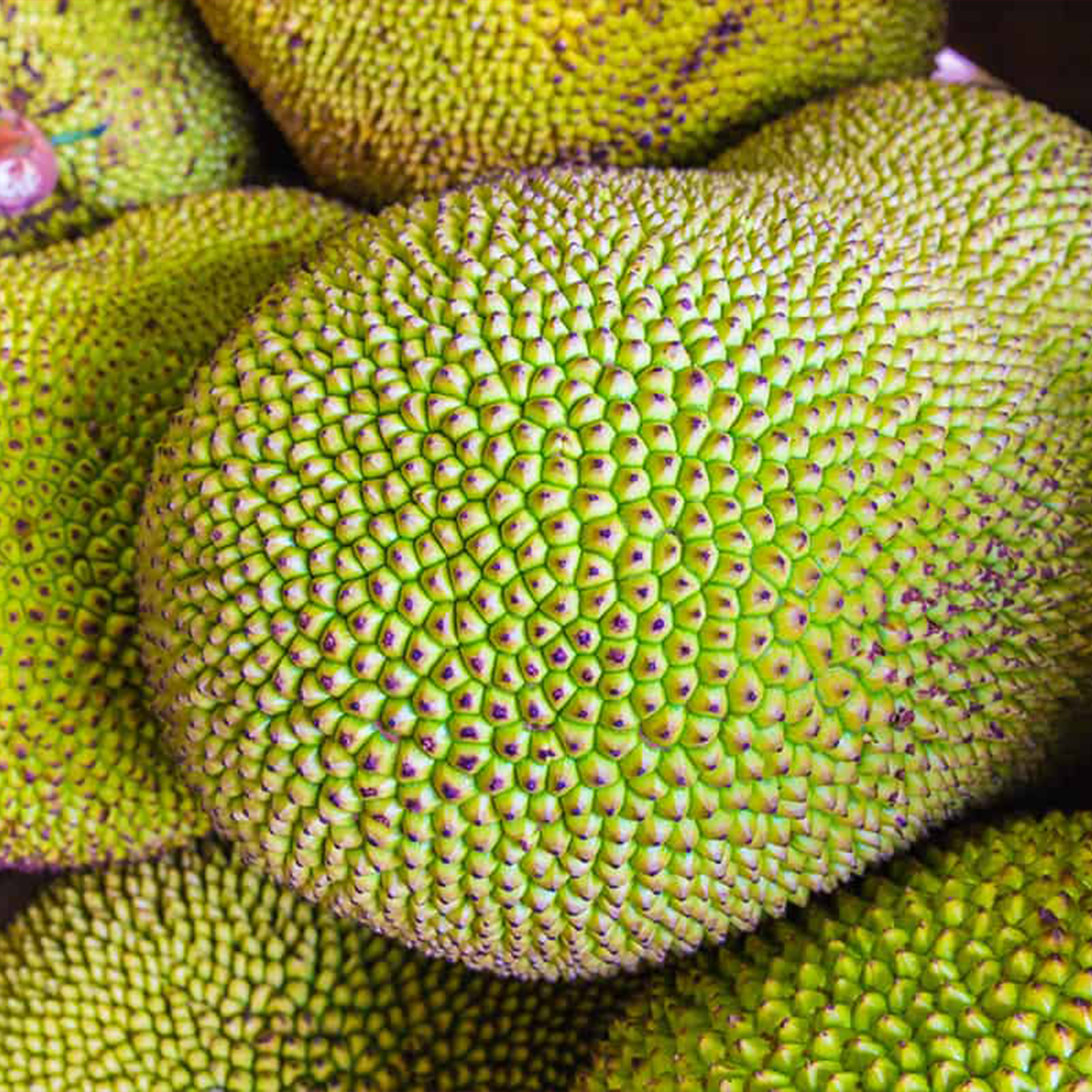 Jackfruit Pahang (500g)