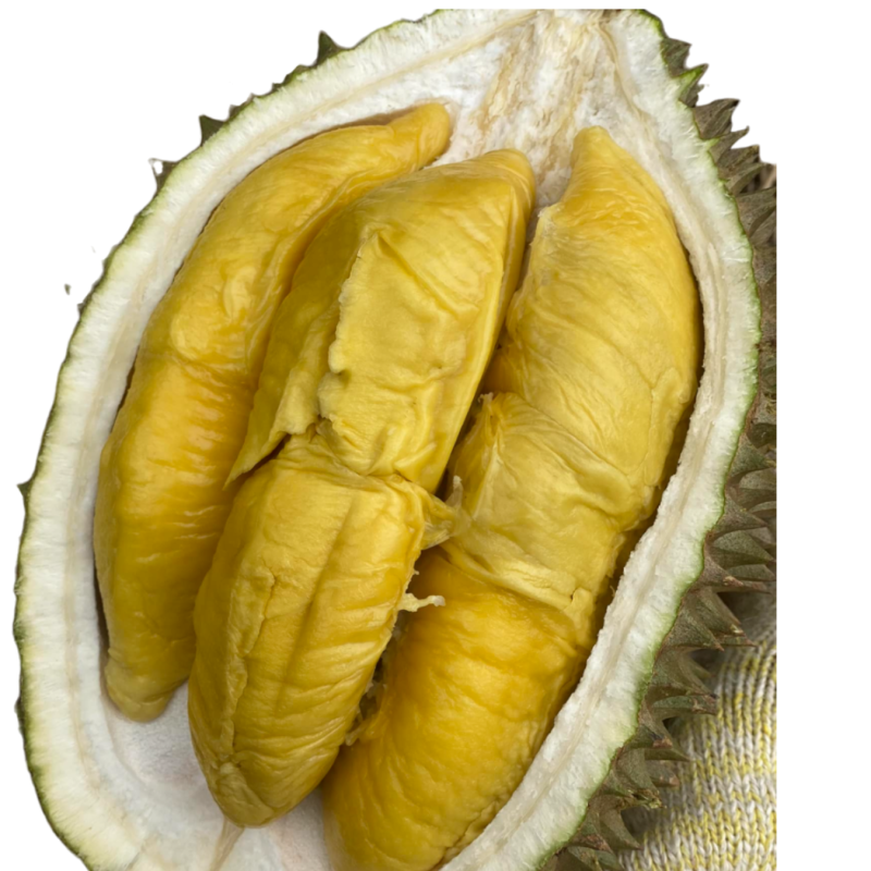 70 years raja kunyit