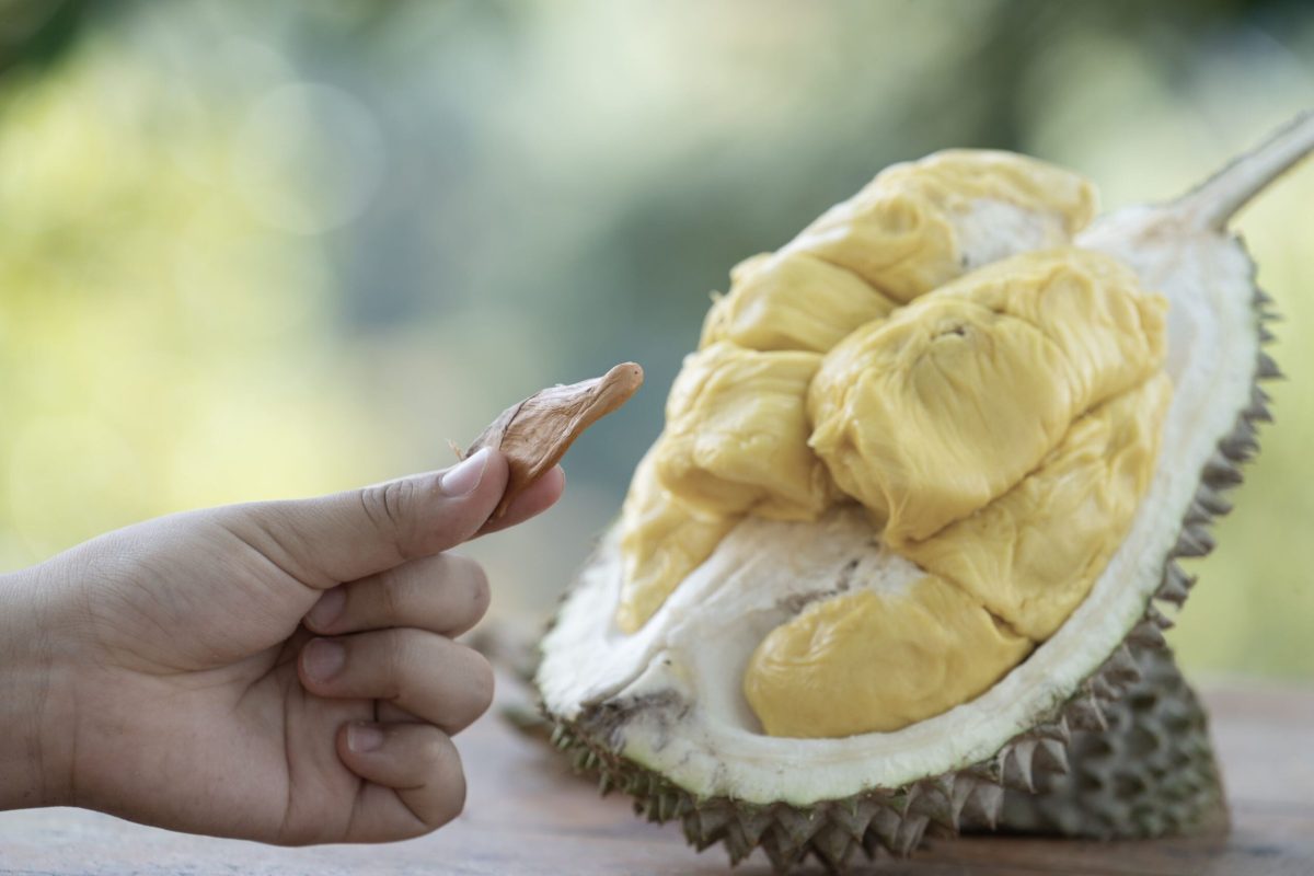 golden phoenix durian