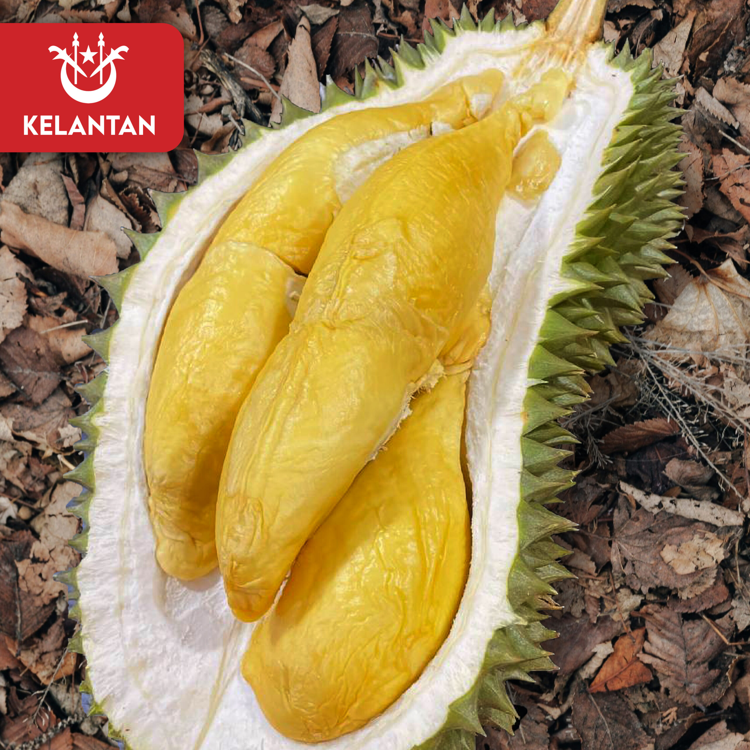 Kelantan Pagar Raja Durian (800g Box - All Meat)
