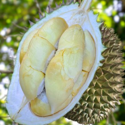 Penang D11 durian sg prime 1905