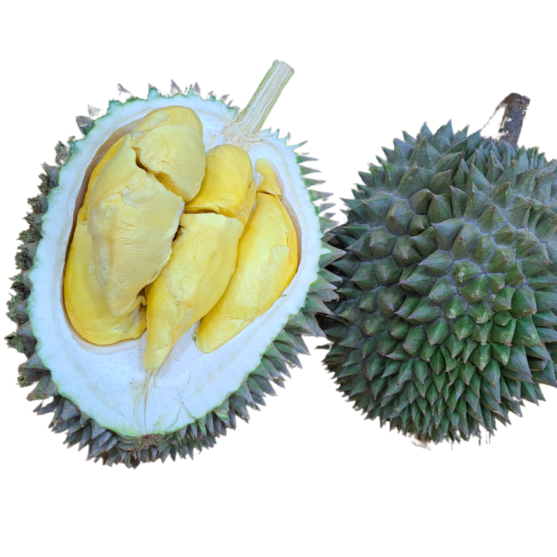 Penang D14 Durian 1905