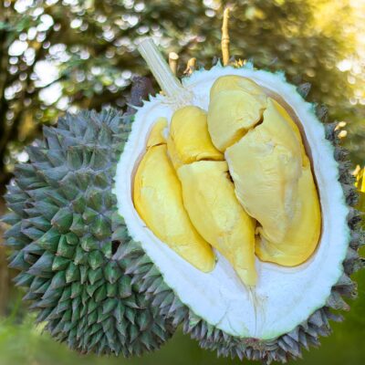 Penang D14 Durian 1905