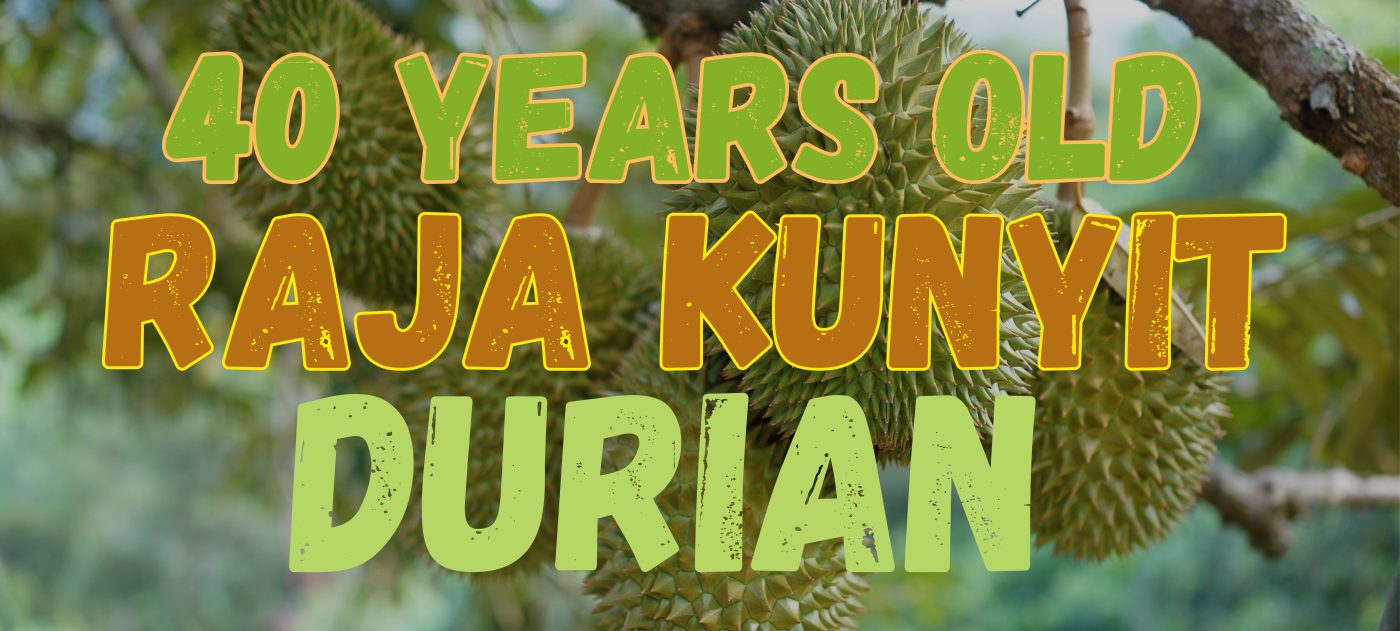 Raja kunyit 40 durian