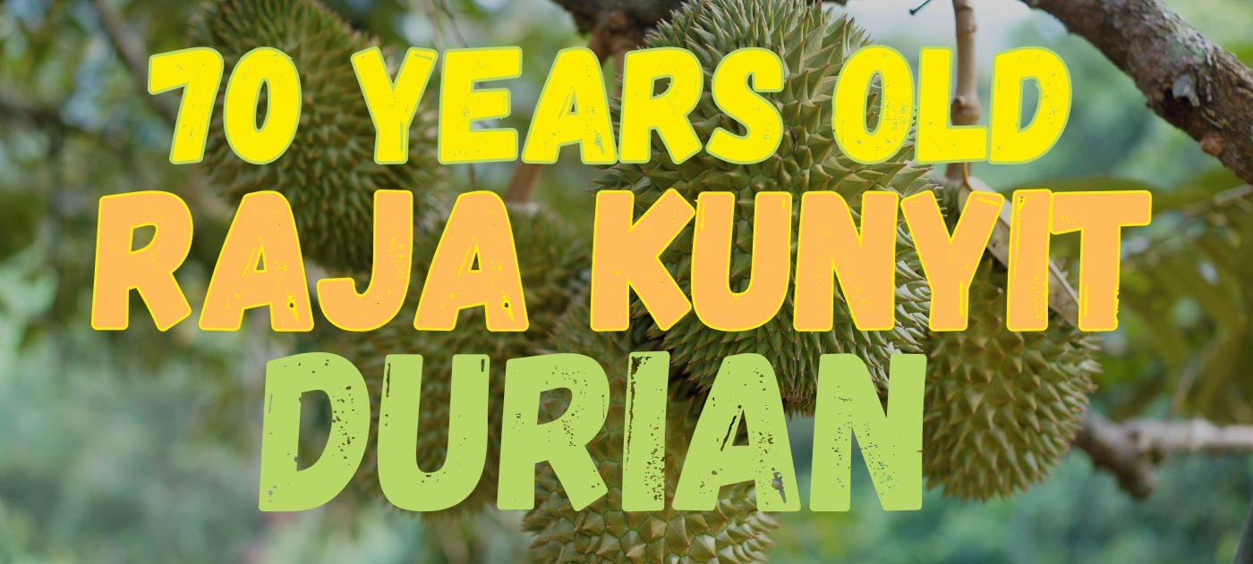 Raja kunyit 70 durian