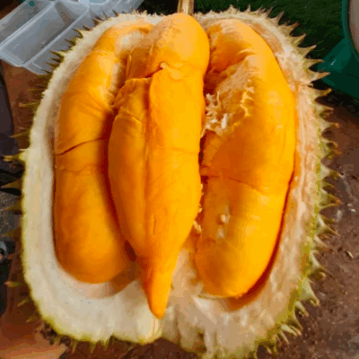 🔥 BUNDLE: D101 (2 x 800g)