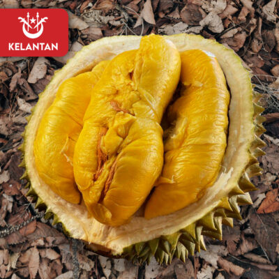 Kelantan Old Tree MSW (800g Box - All Meat)